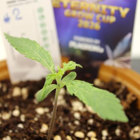 Eternity Grow Cup 2026 - Sticky 🥦