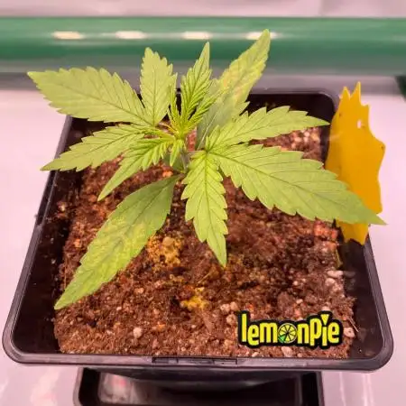 🍋🥧 Auto - Fast Buds
