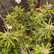 🍋🥧 Auto - Fast Buds