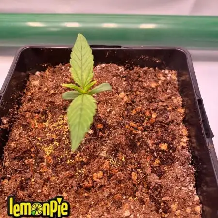 🍋🥧 Auto - Fast Buds