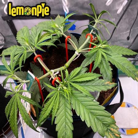 🍋🥧 Auto - Fast Buds