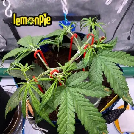 🍋🥧 Auto - Fast Buds