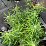 🍋🥧 Auto - Fast Buds