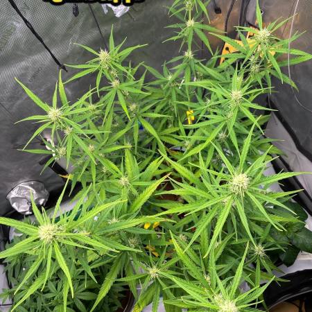 🍋🥧 Auto - Fast Buds