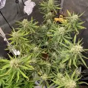 🍋🥧 Auto - Fast Buds