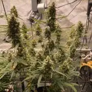 🍋🥧 Auto - Fast Buds