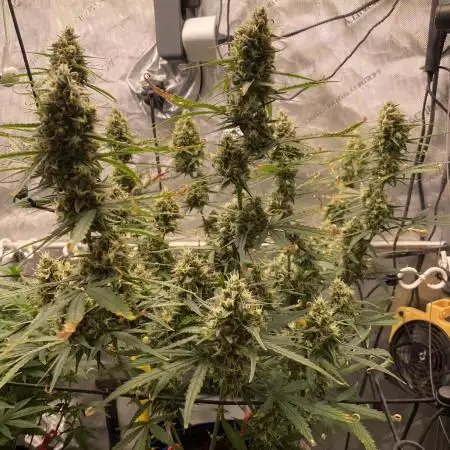 🍋🥧 Auto - Fast Buds