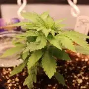 Eternity Grow Cup 2026 - Sticky 🥦