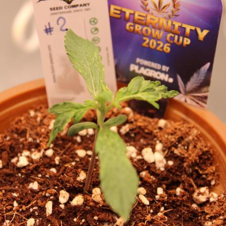 Eternity Grow Cup 2026 - Sticky 🥦
