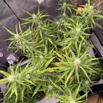 🍋🥧 Auto - Fast Buds