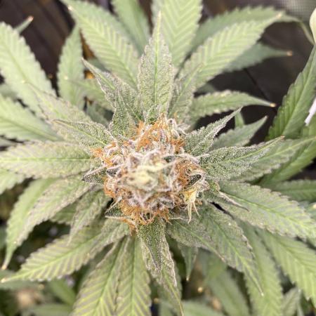 GrowDome Pink Cookies & Jungle Jimmy