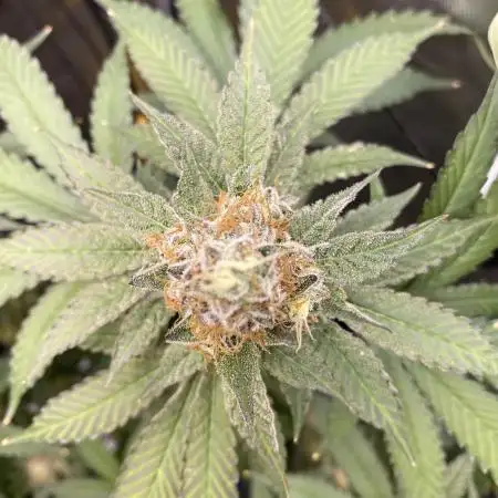 GrowDome Pink Cookies & Jungle Jimmy