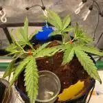 🍋🥧 Auto - Fast Buds