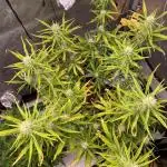 🍋🥧 Auto - Fast Buds