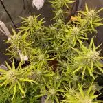 🍋🥧 Auto - Fast Buds