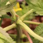 Eternity Grow Cup 2026 - Sticky 🥦