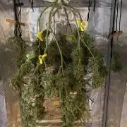 🍋🥧 Auto - Fast Buds