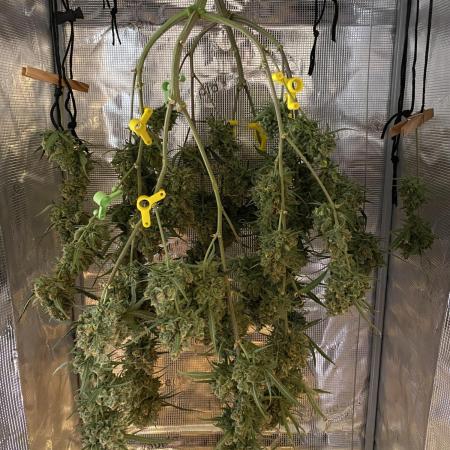 🍋🥧 Auto - Fast Buds