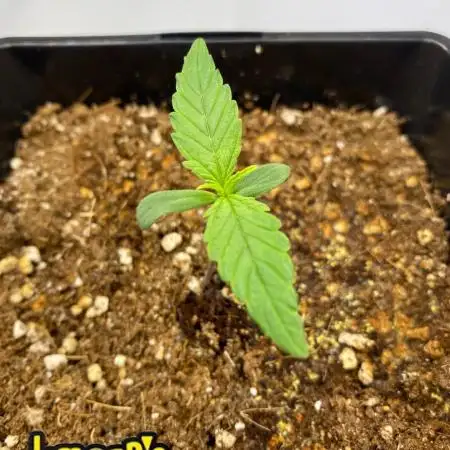 🍋🥧 Auto - Fast Buds