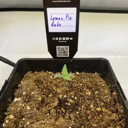 🍋🥧 Auto - Fast Buds