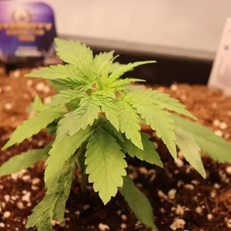 Eternity Grow Cup 2026 - Sticky 🥦