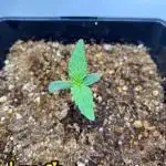 🍋🥧 Auto - Fast Buds