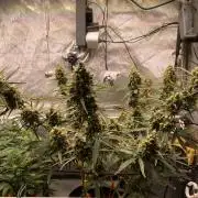 🍋🥧 Auto - Fast Buds