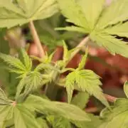 Eternity Grow Cup 2026 - Sticky 🥦