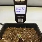🍋🥧 Auto - Fast Buds