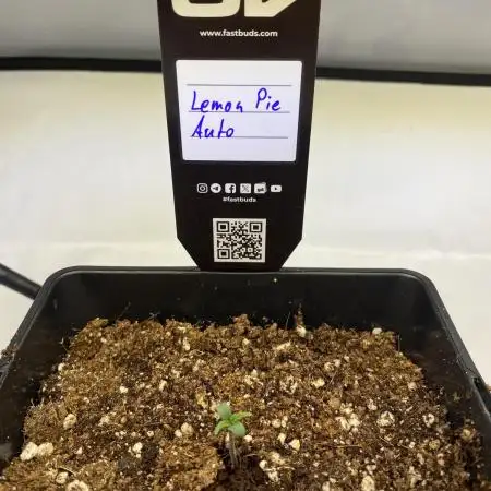 🍋🥧 Auto - Fast Buds