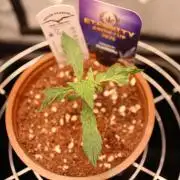 Eternity Grow Cup 2026 - Sticky 🥦