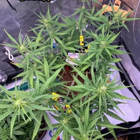 🍋🥧 Auto - Fast Buds