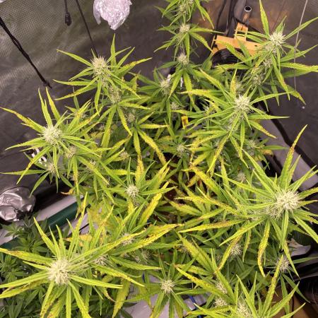 馃崑馃ェ Auto - Fast Buds