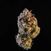 Eternity Grow Cup 2026 - Sticky 🥦