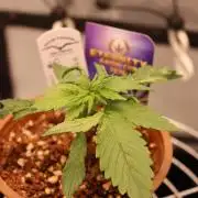 Eternity Grow Cup 2026 - Sticky 🥦
