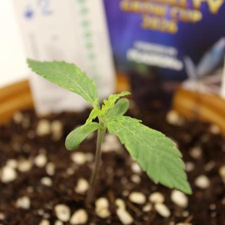 Eternity Grow Cup 2026 - Sticky 🥦