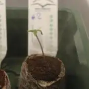 Eternity Grow Cup 2026 - Sticky 🥦