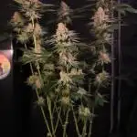 GrowDome Pink Cookies & Jungle Jimmy