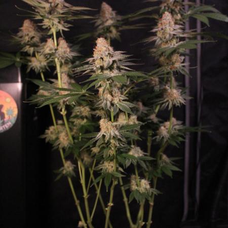 GrowDome Pink Cookies & Jungle Jimmy