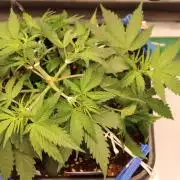 Eternity Grow Cup 2026 - Sticky 🥦