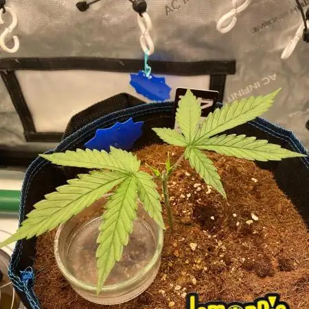 🍋🥧 Auto - Fast Buds