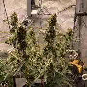🍋🥧 Auto - Fast Buds