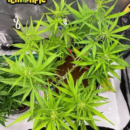🍋🥧 Auto - Fast Buds