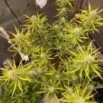 🍋🥧 Auto - Fast Buds