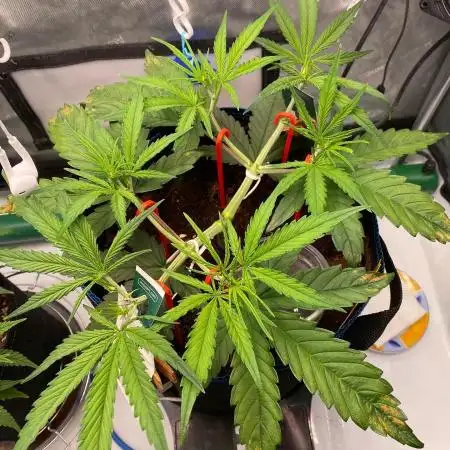 🍋🥧 Auto - Fast Buds