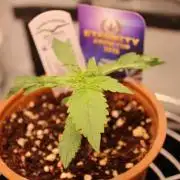 Eternity Grow Cup 2026 - Sticky 🥦