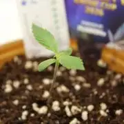 Eternity Grow Cup 2026 - Sticky 🥦