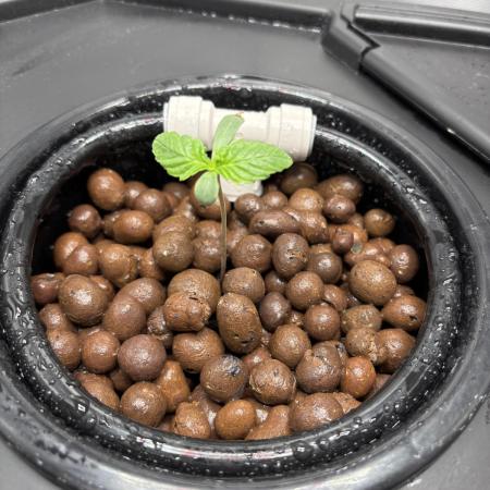 Royal Critical Auto RQS (DWC)