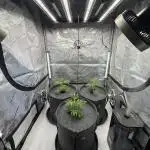 Astronaut Status #24 - Winter Grow