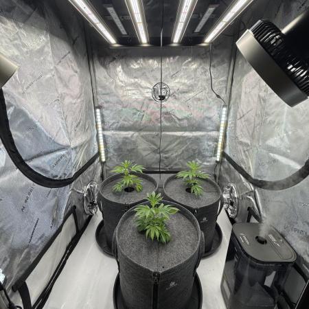 Astronaut Status #24 - Winter Grow